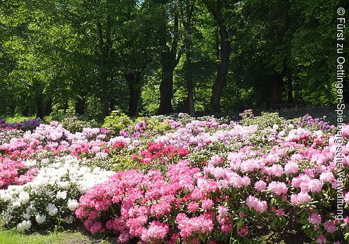 Rhododendren im Hofgarten