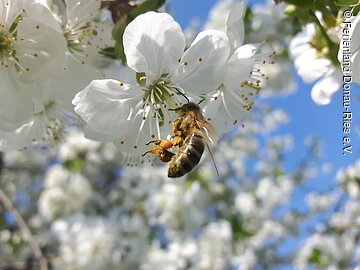 Biene an Kischblüte